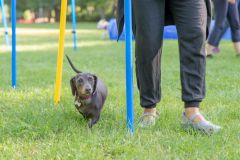 LoveMyDog Training kutyaiskola piknik kép