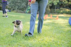 LoveMyDog Training kutyaiskola piknik kép