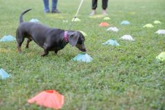 LoveMyDog Training kutyaiskola piknik kép