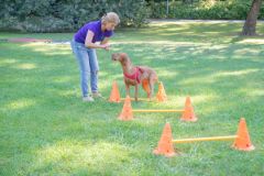 LoveMyDog Training kutyaiskola piknik kép