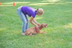 LoveMyDog Training kutyaiskola piknik kép