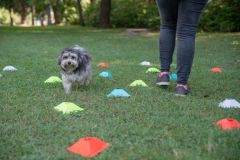 LoveMyDog Training kutyaiskola piknik kép