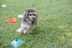 LoveMyDog Training kutyaiskola piknik kép