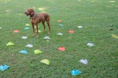 LoveMyDog Training kutyaiskola piknik kép