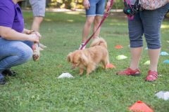 LoveMyDog Training kutyaiskola piknik kép