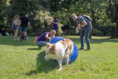 LoveMyDog Training kutyaiskola piknik kép