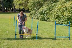 LoveMyDog Training kutyaiskola piknik kép