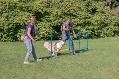 LoveMyDog Training kutyaiskola piknik kép