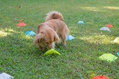 LoveMyDog Training kutyaiskola piknik kép