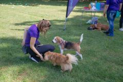 LoveMyDog Training kutyaiskola piknik kép