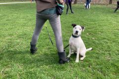 LoveMyDog Training kutyaiskola piknik kép