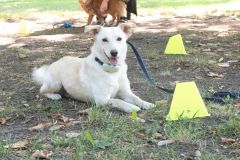 LoveMyDog Training Kutyaiskola tanfolyam kép