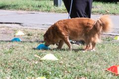 LoveMyDog Training Kutyaiskola tanfolyam kép