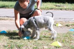 LoveMyDog Training Kutyaiskola tanfolyam kép