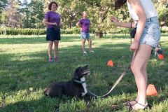 LoveMyDog Training Kutyaiskola tanfolyam kép