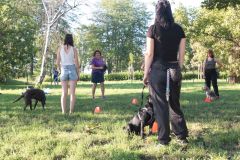 LoveMyDog Training Kutyaiskola tanfolyam kép