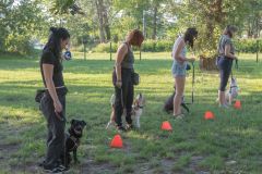 LoveMyDog Training Kutyaiskola tanfolyam kép