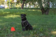 LoveMyDog Training Kutyaiskola tanfolyam kép