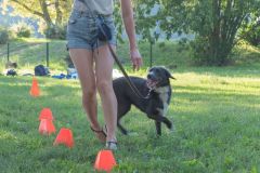 LoveMyDog Training Kutyaiskola tanfolyam kép