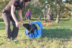 LoveMyDog Training Kutyaiskola tanfolyam kép