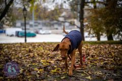 LoveMyDog Training Kutyaiskola trükk tanfolyam kép