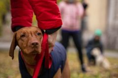 LoveMyDog Training Kutyaiskola tanfolyam kép