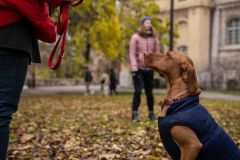 LoveMyDog Training Kutyaiskola trükk tanfolyam kép