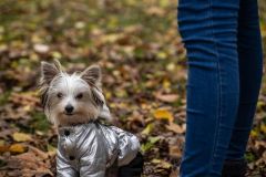 LoveMyDog Training Kutyaiskola tanfolyam kép