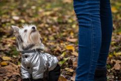 LoveMyDog Training Kutyaiskola trükk tanfolyam kép