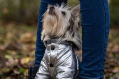 LoveMyDog Training Kutyaiskola tanfolyam kép