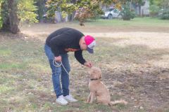 LoveMyDog Training Kutyaiskola tanfolyam kép