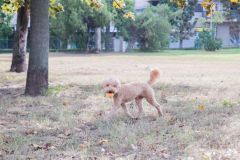 LoveMyDog Training Kutyaiskola tanfolyam kép