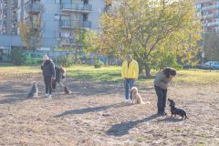 LoveMyDog Training Kutyaiskola tanfolyam kép