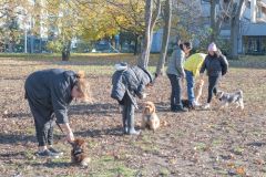 LoveMyDog Training Kutyaiskola tanfolyam kép