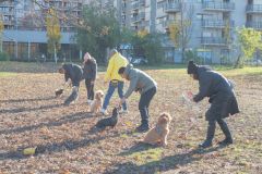 LoveMyDog Training Kutyaiskola tanfolyam kép