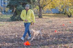 LoveMyDog Training Kutyaiskola tanfolyam kép