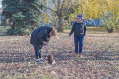 LoveMyDog Training Kutyaiskola tanfolyam kép