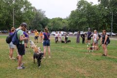 LoveMyDog Training Kutyaiskola Szocializációs séta