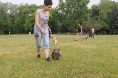 LoveMyDog Training Kutyaiskola Szocializációs séta