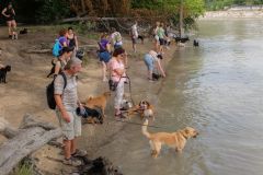 LoveMyDog Training Kutyaiskola Szocializációs séta