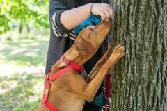 LoveMyDog Training Kutyaiskola  Trükk Workshop