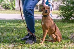 LoveMyDog Training Kutyaiskola  Trükk Workshop