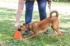 LoveMyDog Training Kutyaiskola  Trükk Workshop