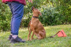 LoveMyDog Training Kutyaiskola  Trükk Workshop