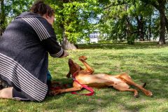 LoveMyDog Training Kutyaiskola  Trükk Workshop