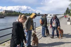 LoveMyDog Training Kutyaiskola Workshop kép