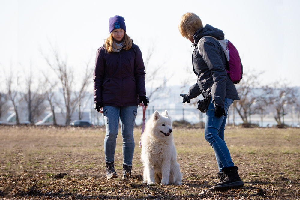 LoveMyDog Training egyéni oktatás