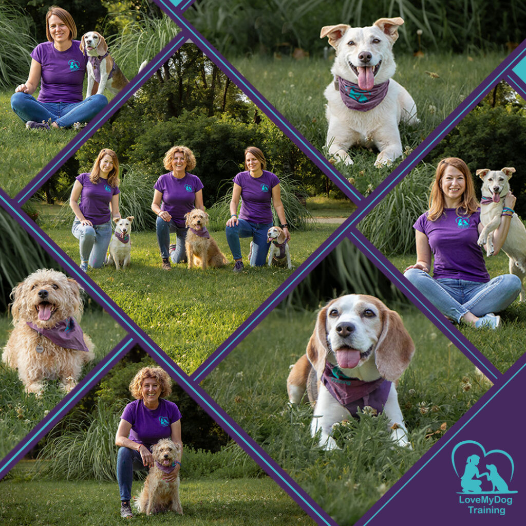 LoveMyDogTraining kutyaiskola bemutatkozó kép