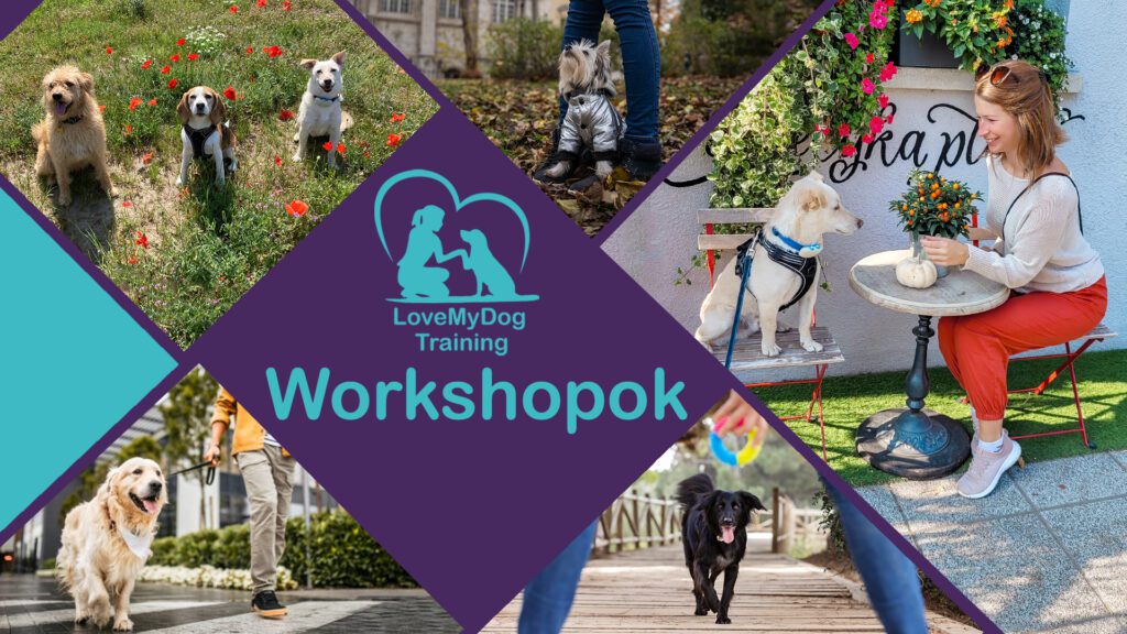 LoveMyDog Training Budapest Kutyaiskola Workshopok